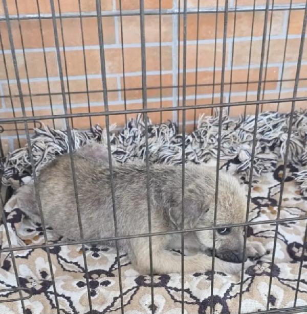 Cucciolo 2/3Mesi Unico Sopravvissut! Cosenza 